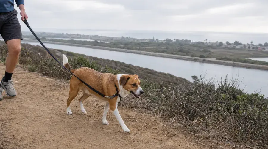 Dog-Friendly Costa Mesa: The Bark Park, Fairview Park, and the Trail to the Beach (2026)