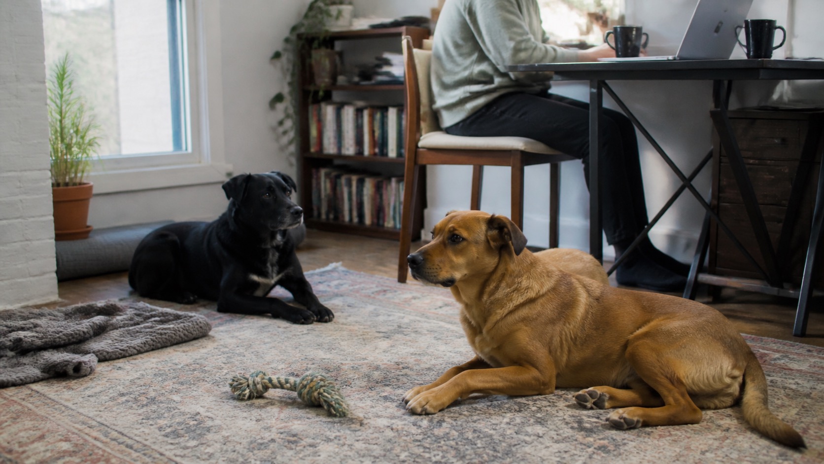 Two mixed-breed dogs, one black and one tan, resting on a patterned rug in a home living room while a person works at a desk nearby
