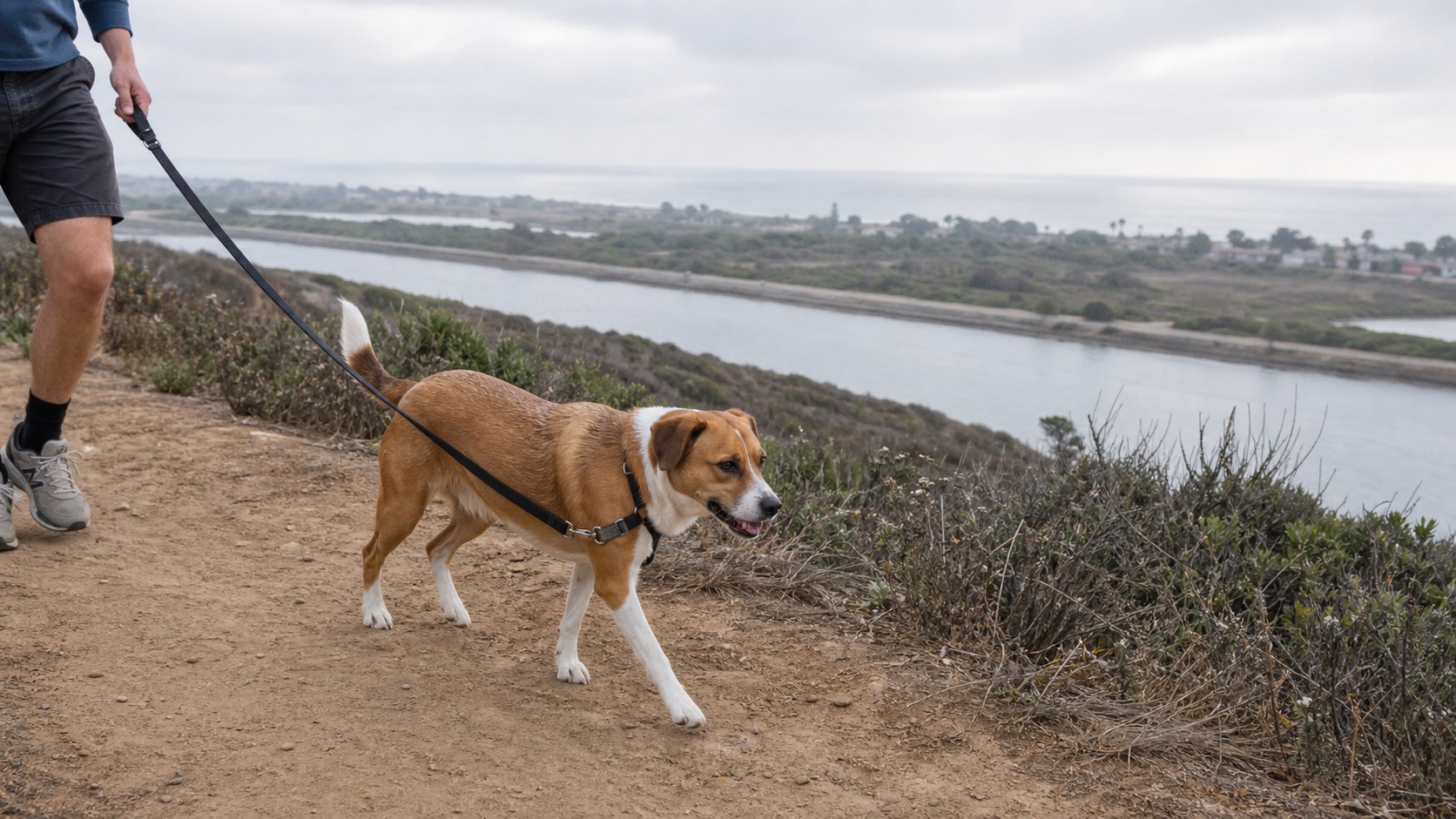 A leashed brown-and-white mixed-breed dog walking a dirt bluff trail through dry coastal sage scrub, with a wide river channel and a hazy ocean horizon in the distance under soft morning light